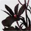 Dekozweig Orchidee, 3 Farben