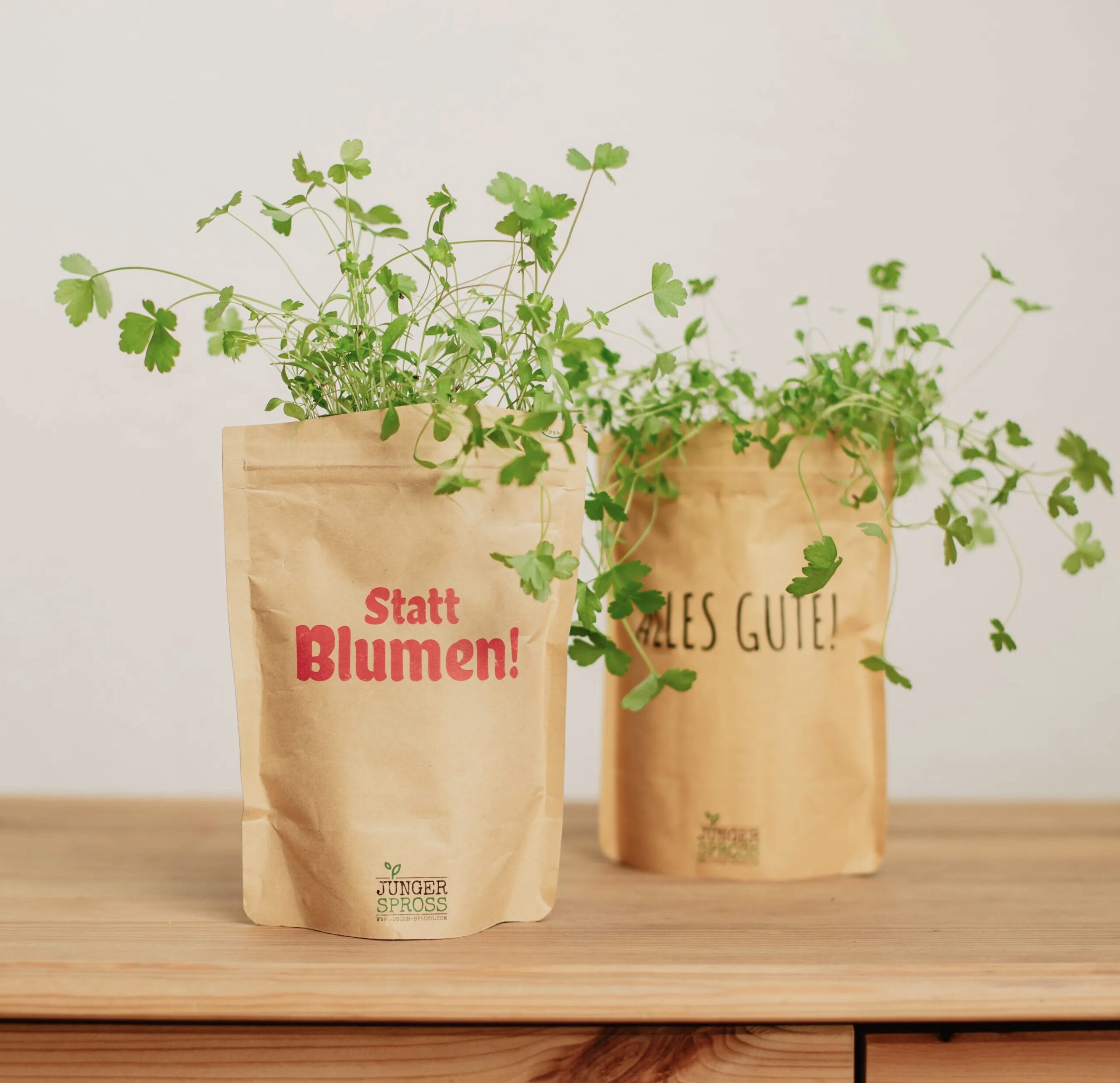 Junger Spross - Statt Blumen (Petersilie)