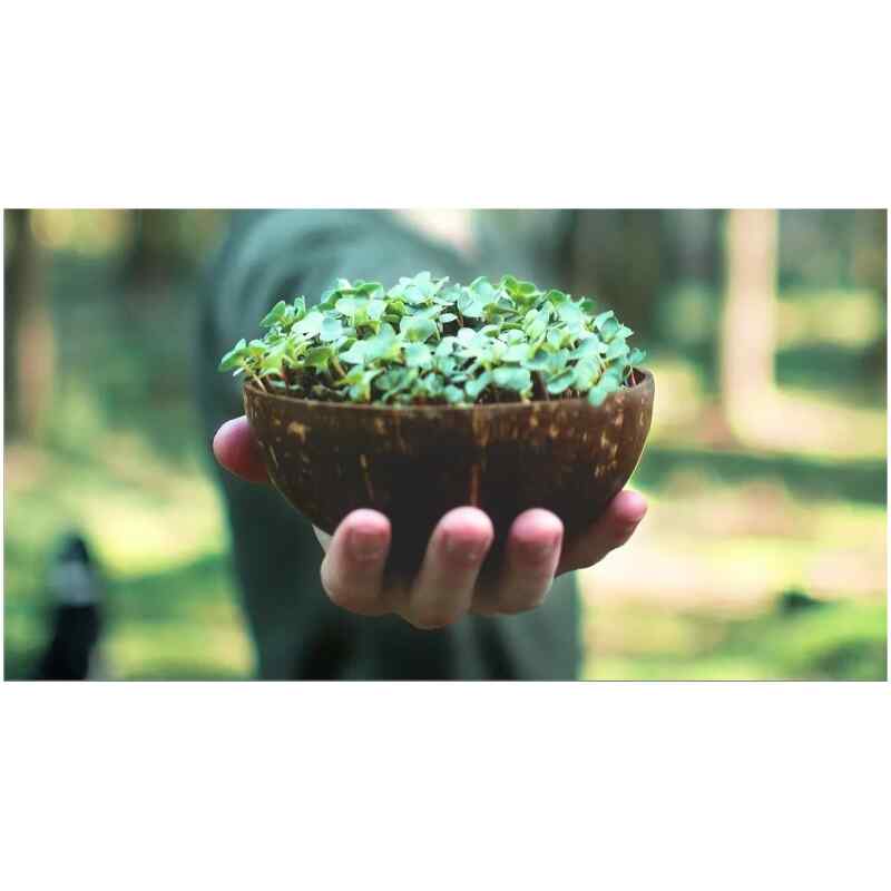 Grow-Grow Nut