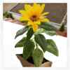 Junger Spross - Sonnenblume