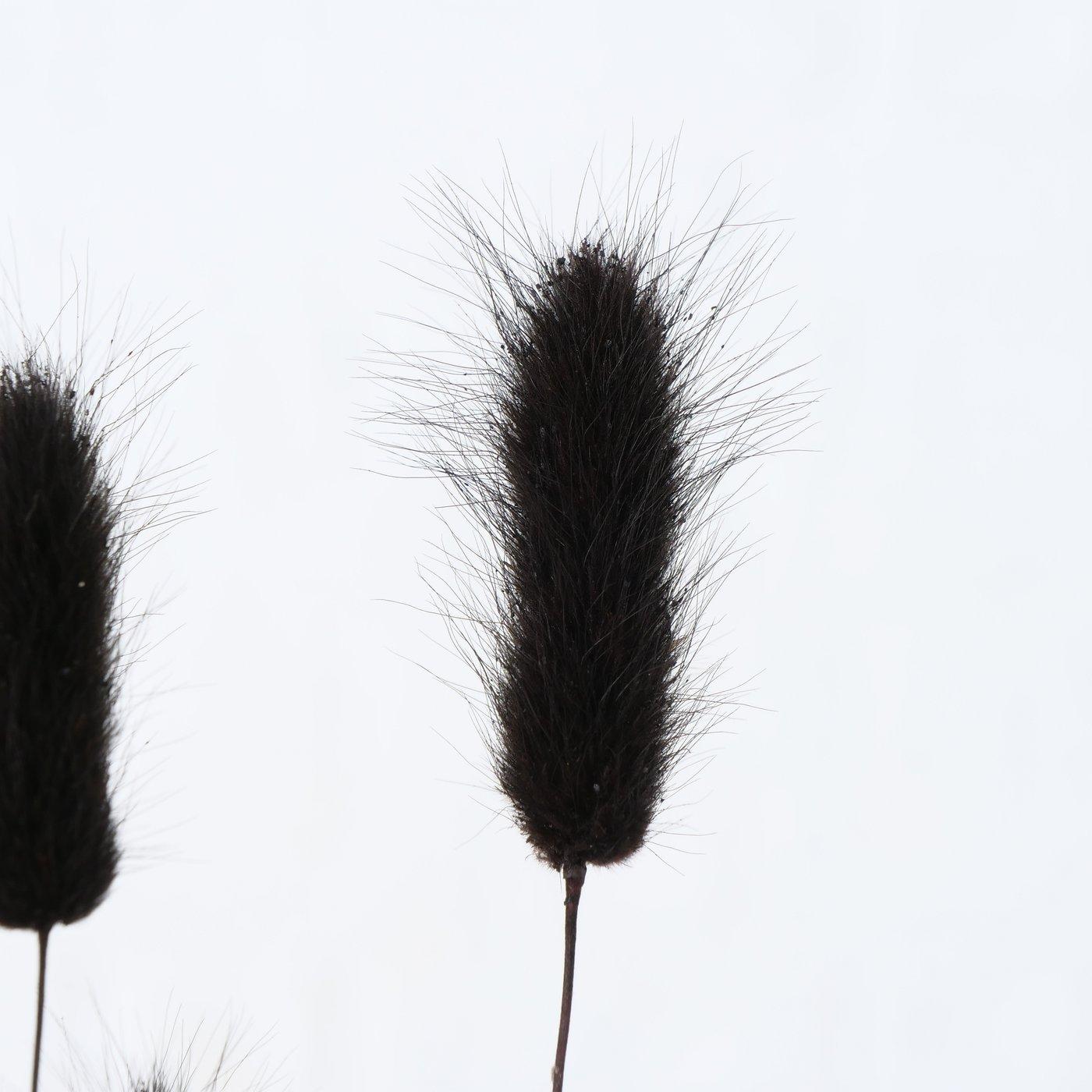 Dekozweig Samtgras, 2 Farben schwarz natur
